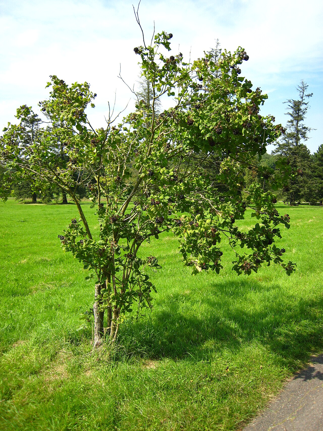 A photograph of Arboretum