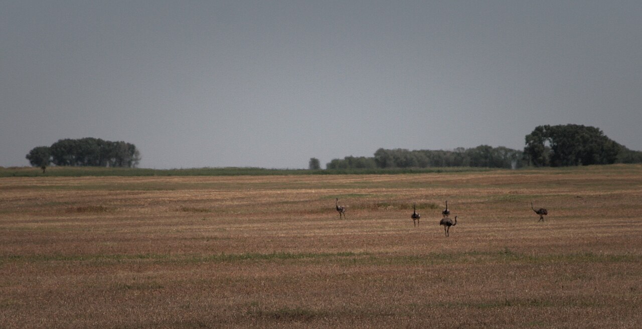 Greater Rhea fotoğrafı