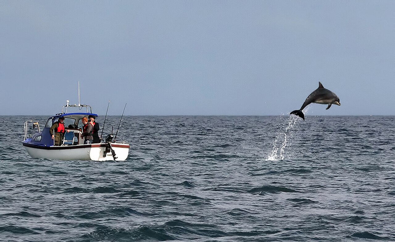 Jumping Dolphins fotoğrafı
