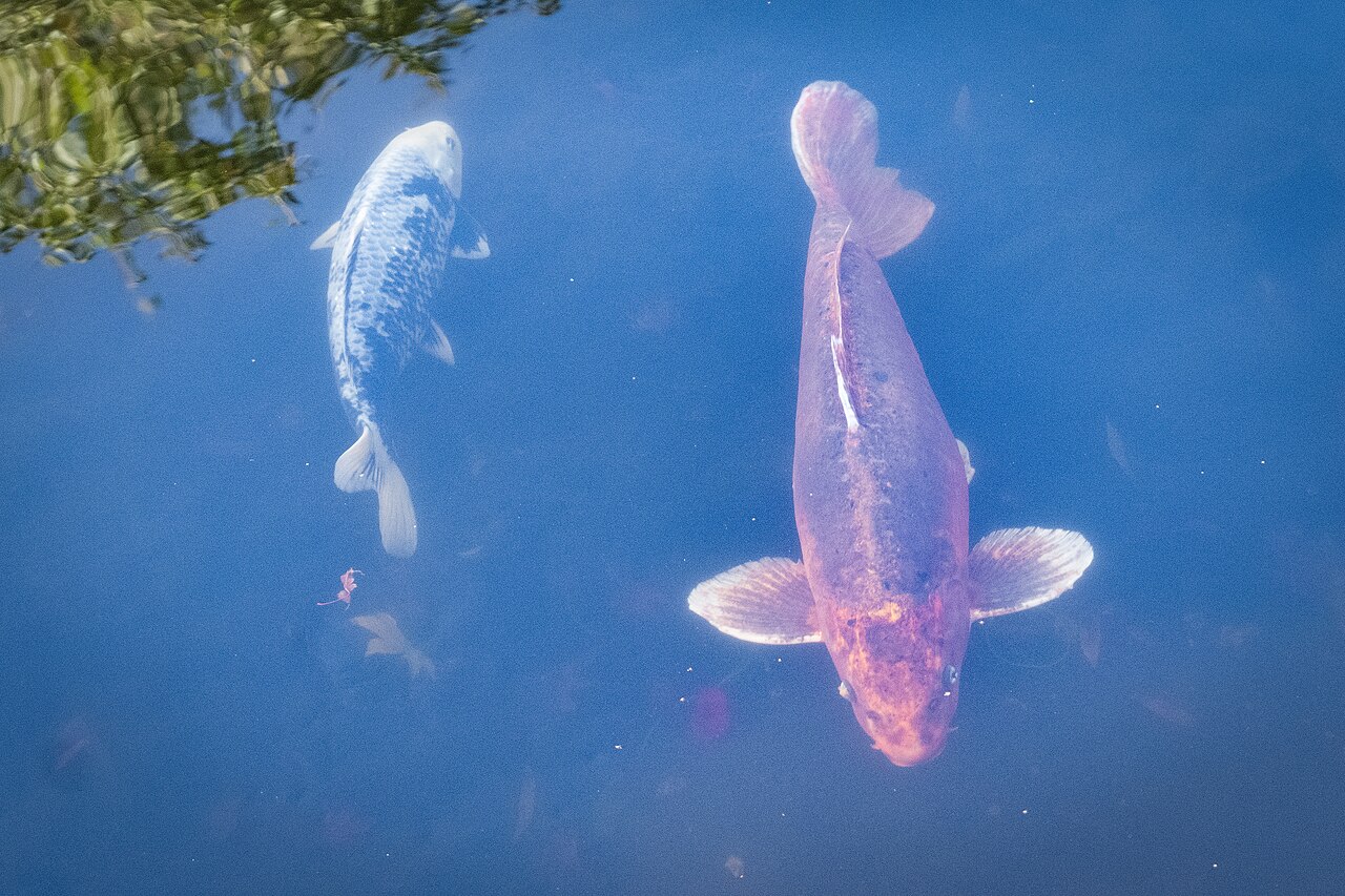 ホランドパーク日本庭園「京都庭園」 の写真
