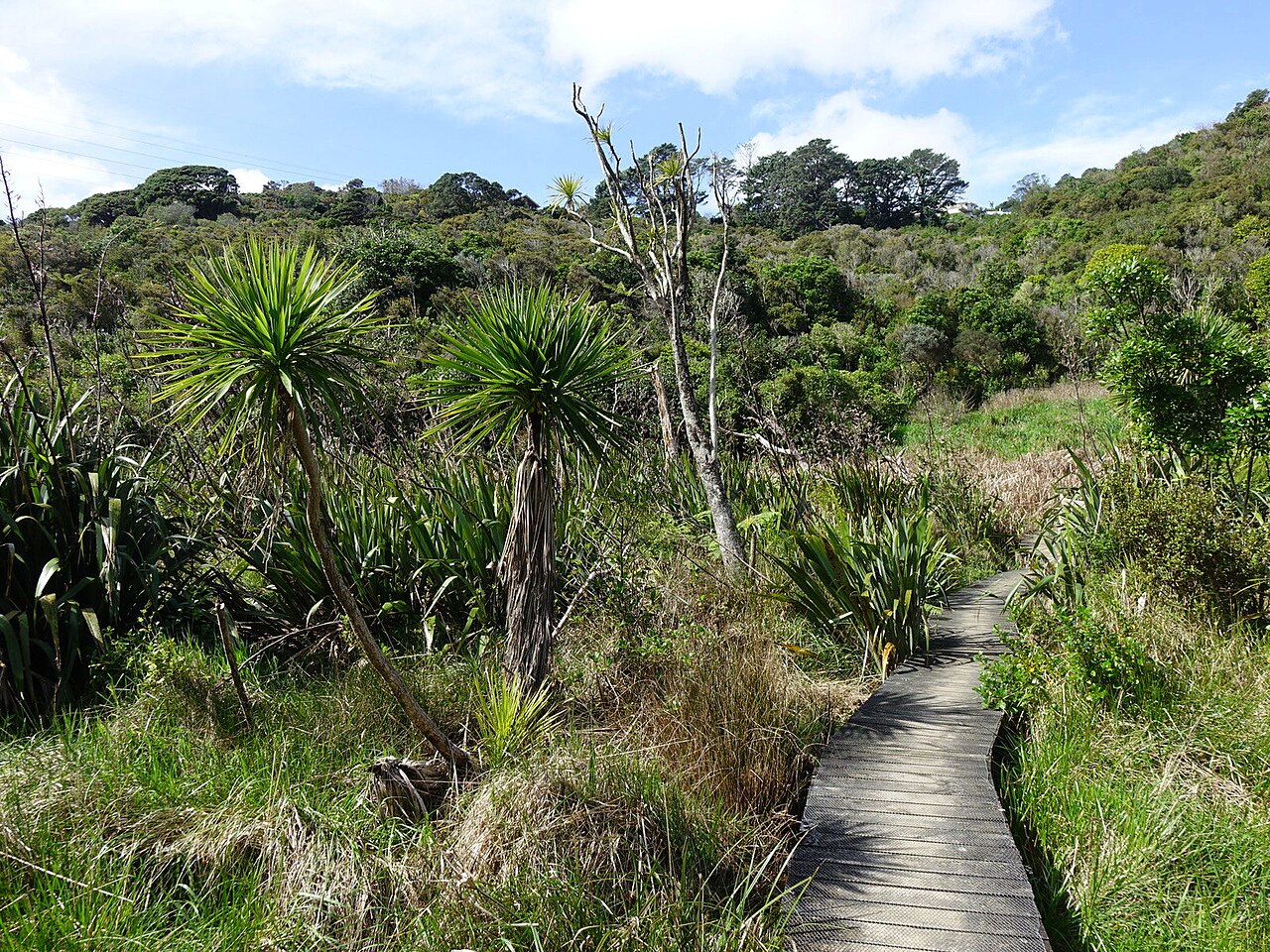 A photograph of Wattle Reserve