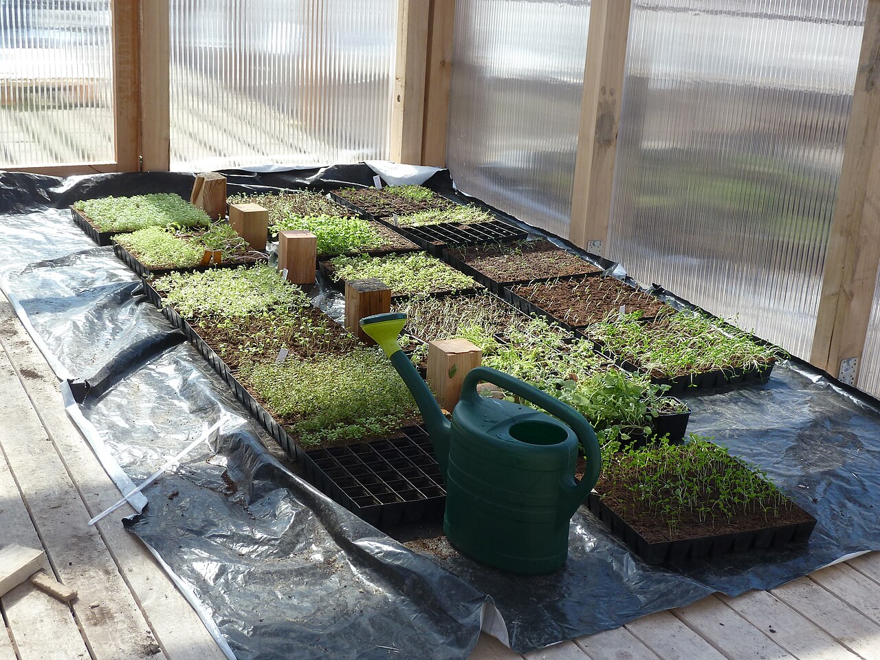 Urban garden