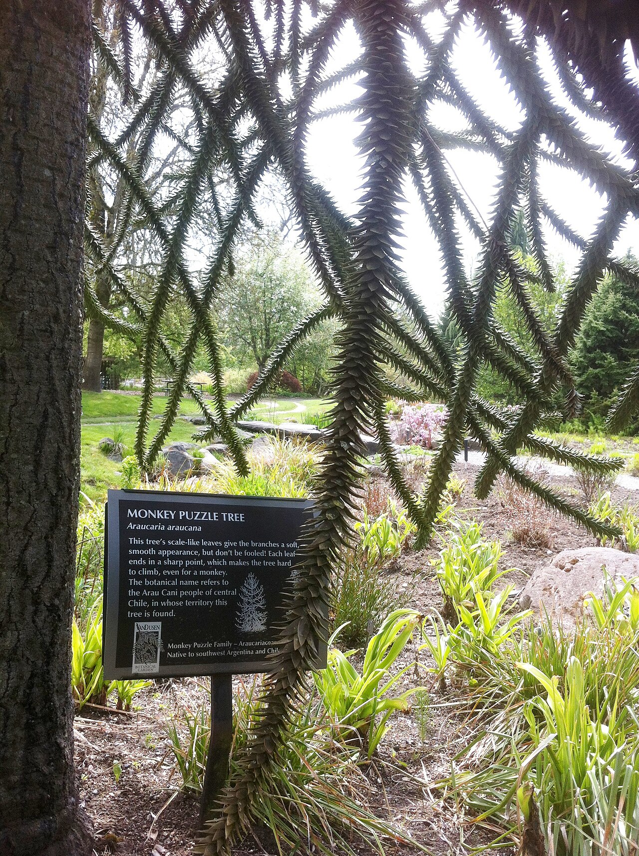 vegetable garden