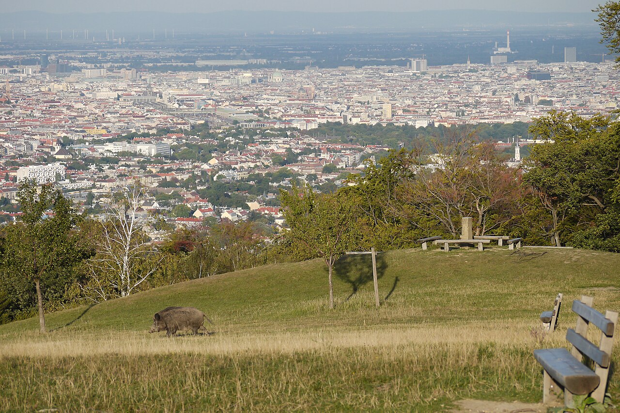 A photograph of Wienerblick