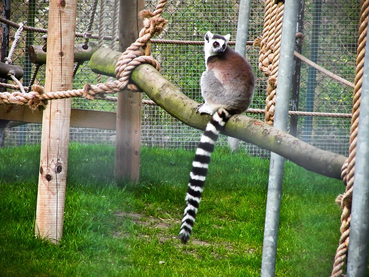ゴルダーズ・ヒル・パーク動物園 の写真