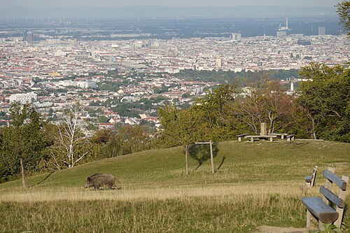 Wienerblick