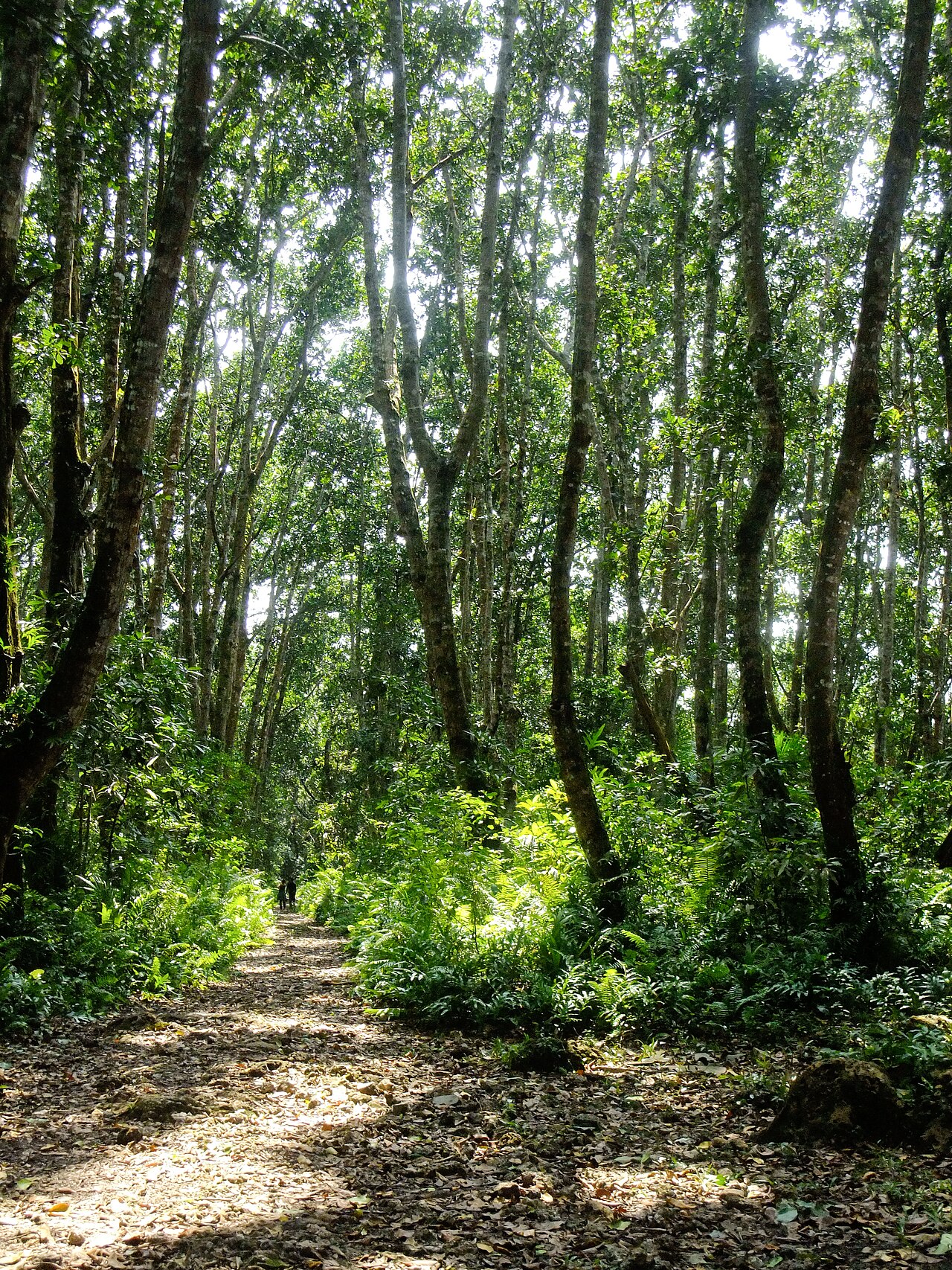 Ein Foto von Jozani Chwaka Bay National Park